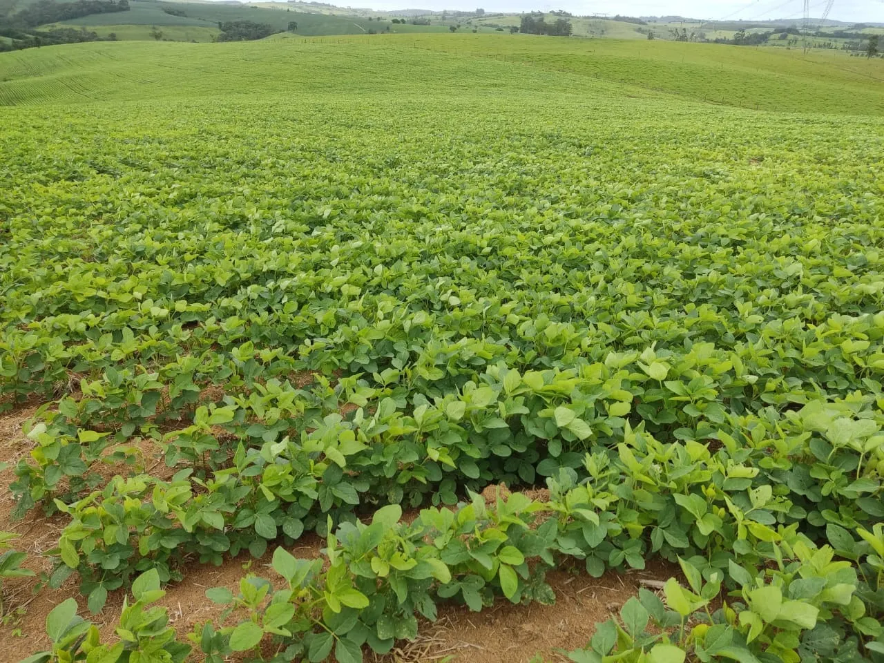 Fazenda à venda de 48 ha em Pilar do Sul, SP, Brasil