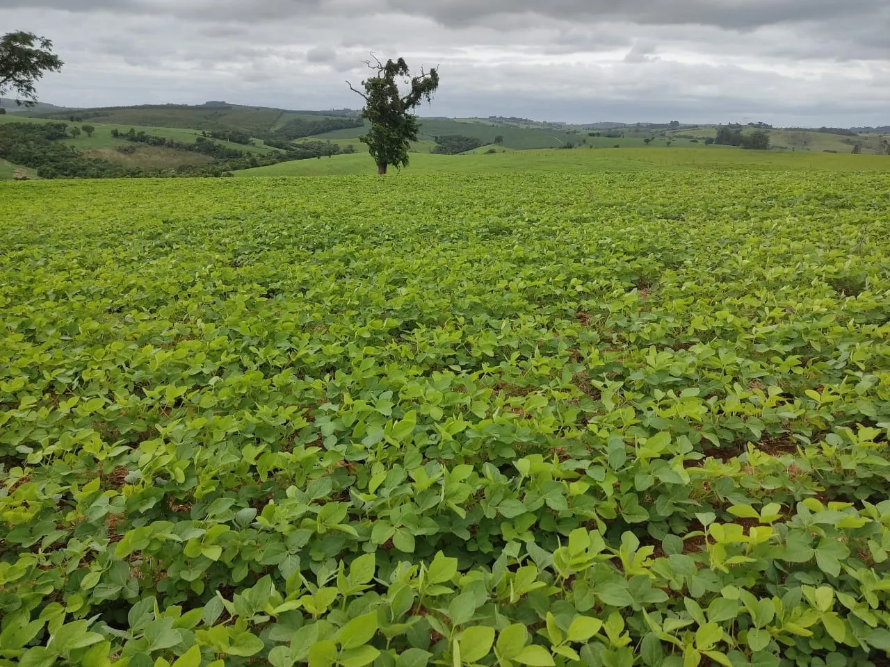Fazenda à venda de 48 ha em Pilar do Sul, SP, Brasil
