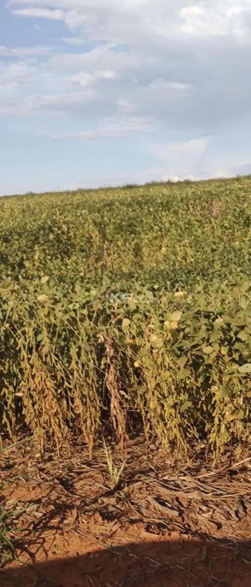 Fazenda à venda de 2.708 ha em São José do Rio Preto, SP, Brasil
