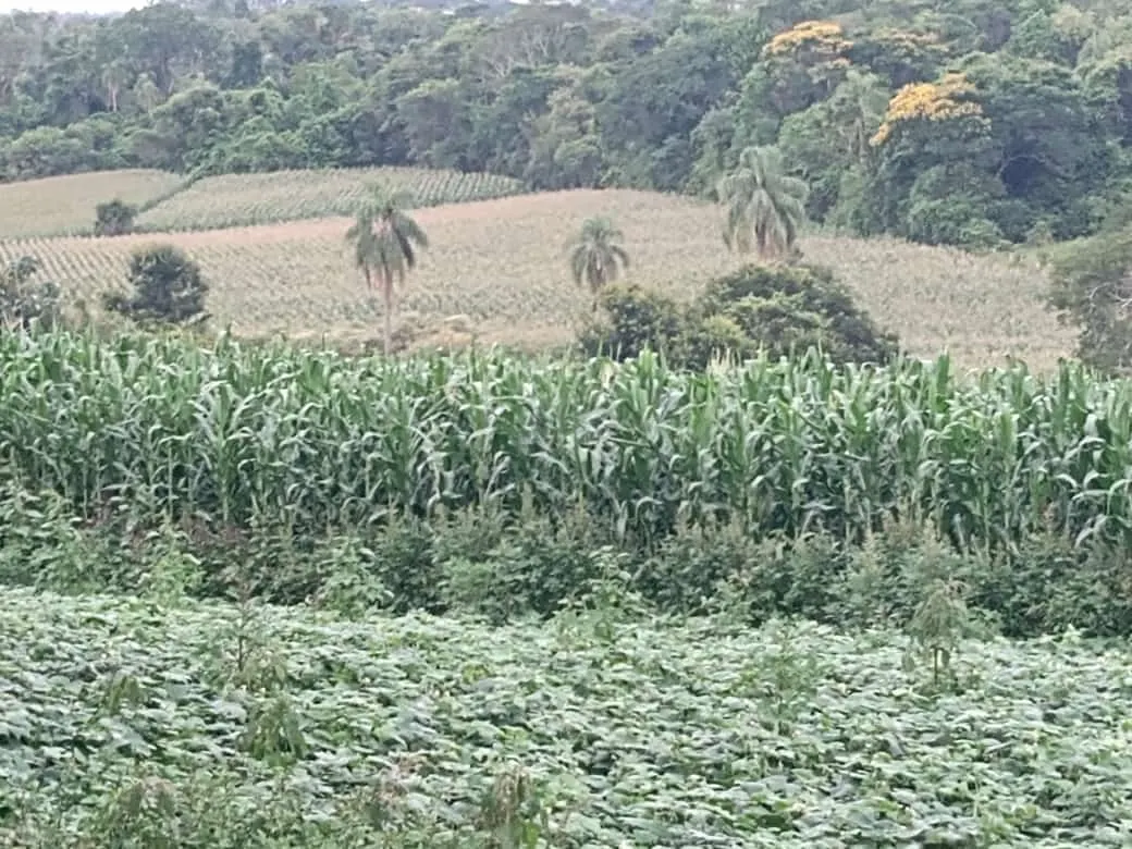 Small farm for sale of 84 acres in Angatuba, SP, Brazil
