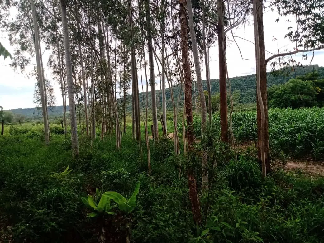 Small farm for sale of 84 acres in Angatuba, SP, Brazil