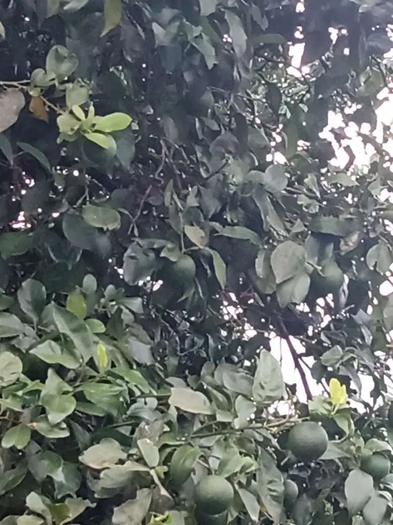 Small farm for sale of 84 acres in Angatuba, SP, Brazil