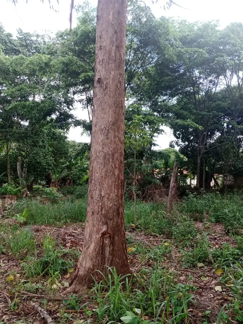 Small farm for sale of 84 acres in Angatuba, SP, Brazil