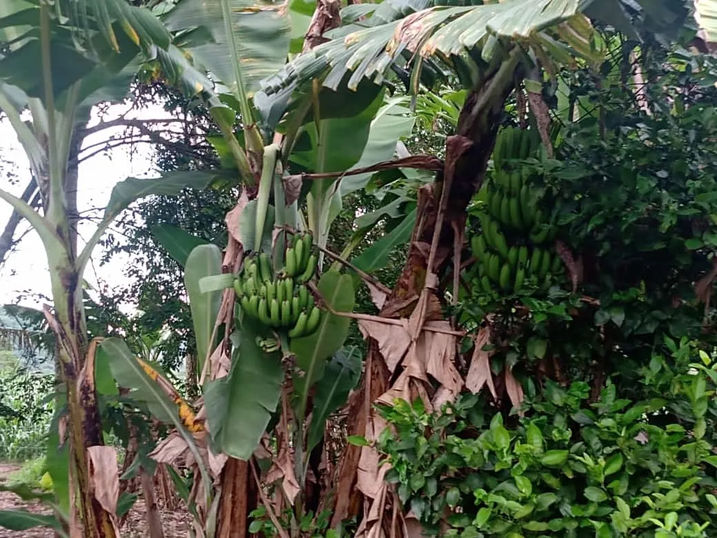 Small farm for sale of 84 acres in Angatuba, SP, Brazil