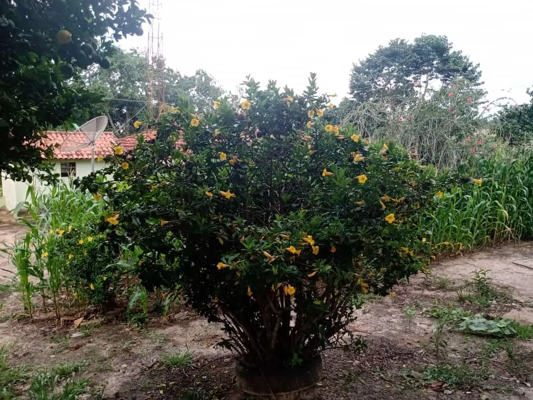 Small farm for sale of 84 acres in Angatuba, SP, Brazil