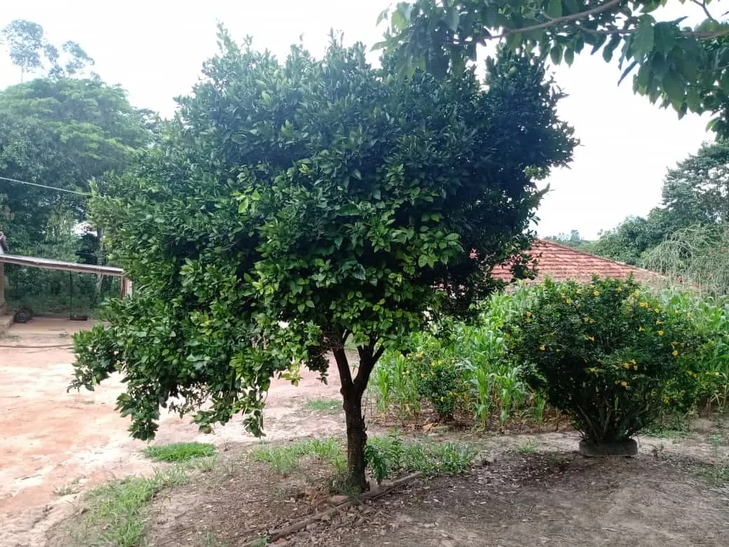 Small farm for sale of 84 acres in Angatuba, SP, Brazil
