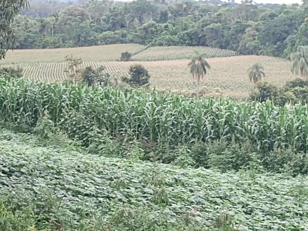 Small farm for sale of 84 acres in Angatuba, SP, Brazil