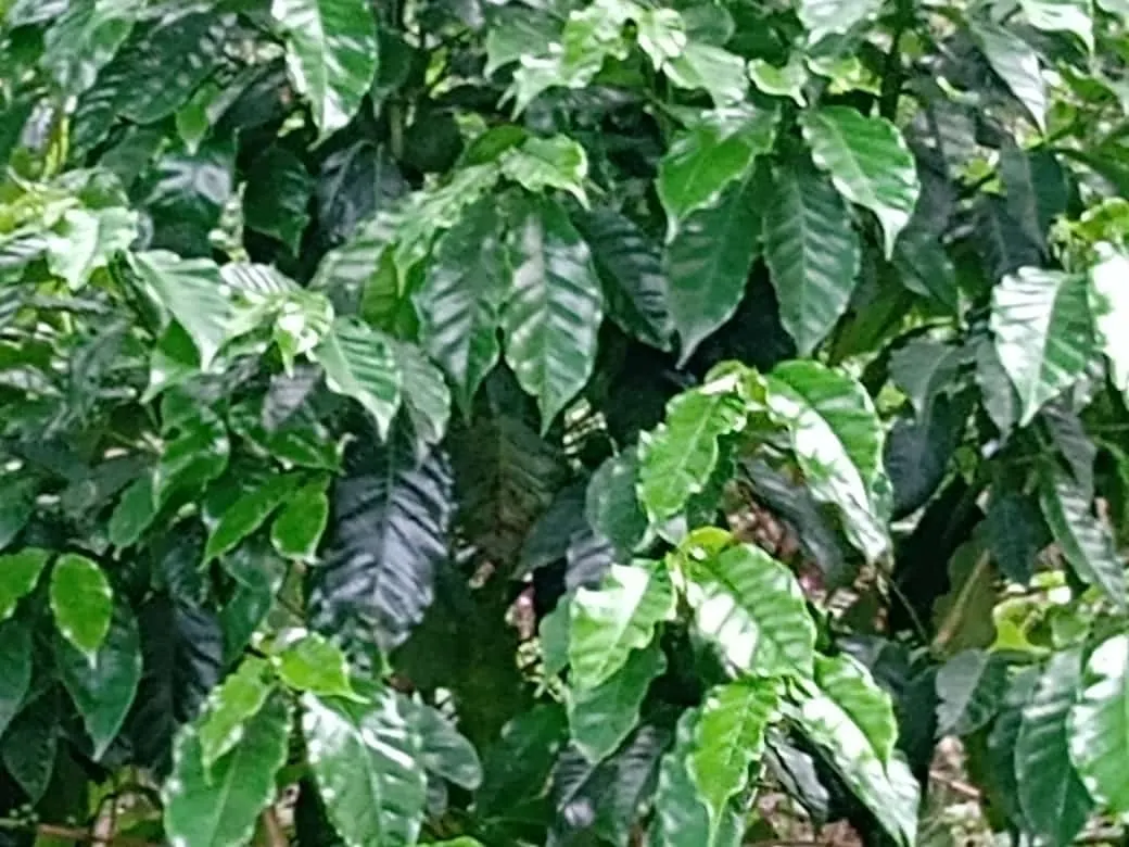 Small farm for sale of 84 acres in Angatuba, SP, Brazil