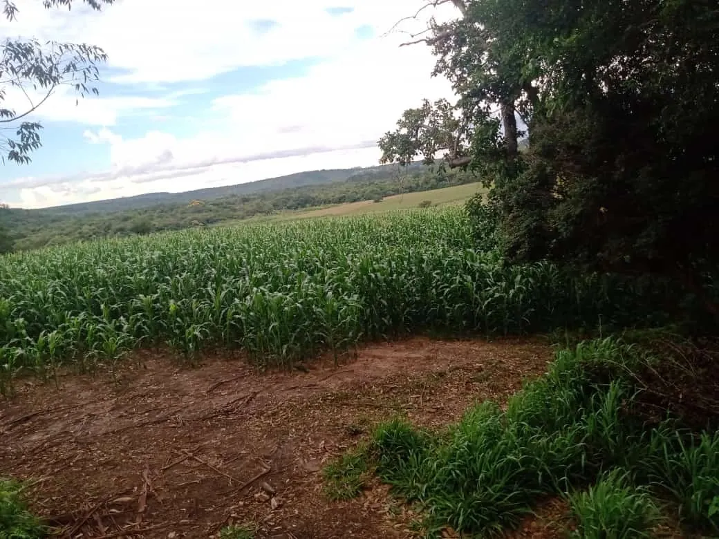 Small farm for sale of 84 acres in Angatuba, SP, Brazil