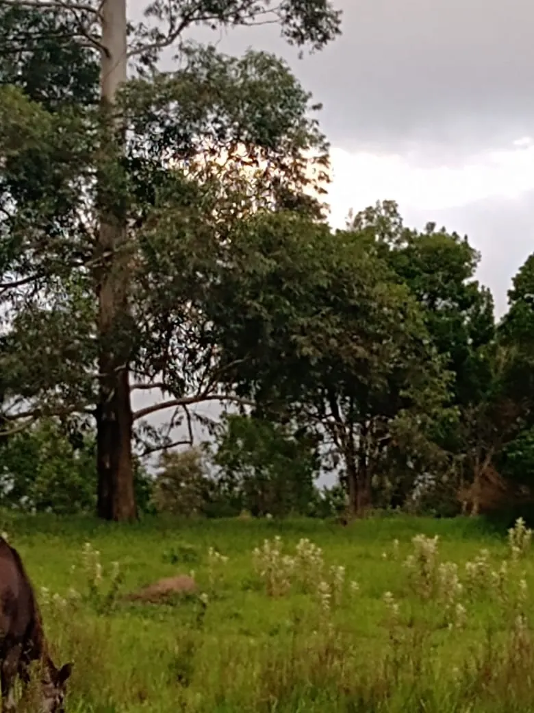 Small farm for sale of 84 acres in Angatuba, SP, Brazil