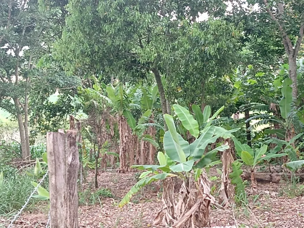 Small farm for sale of 84 acres in Angatuba, SP, Brazil