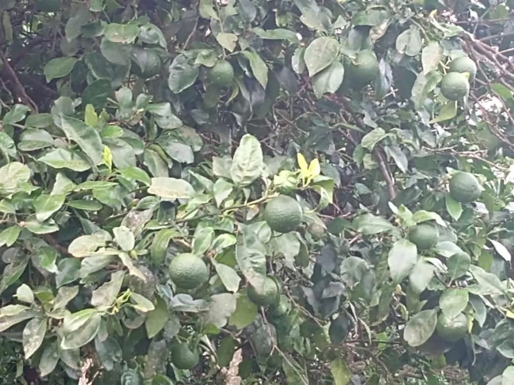 Small farm for sale of 84 acres in Angatuba, SP, Brazil