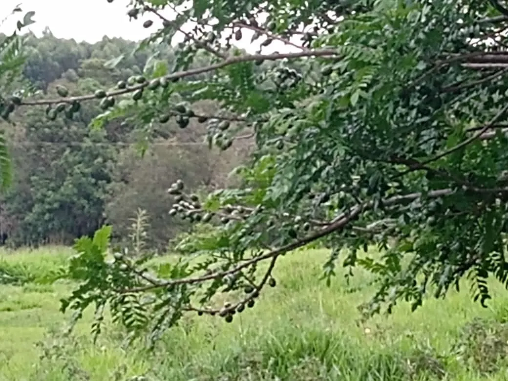 Small farm for sale of 84 acres in Angatuba, SP, Brazil