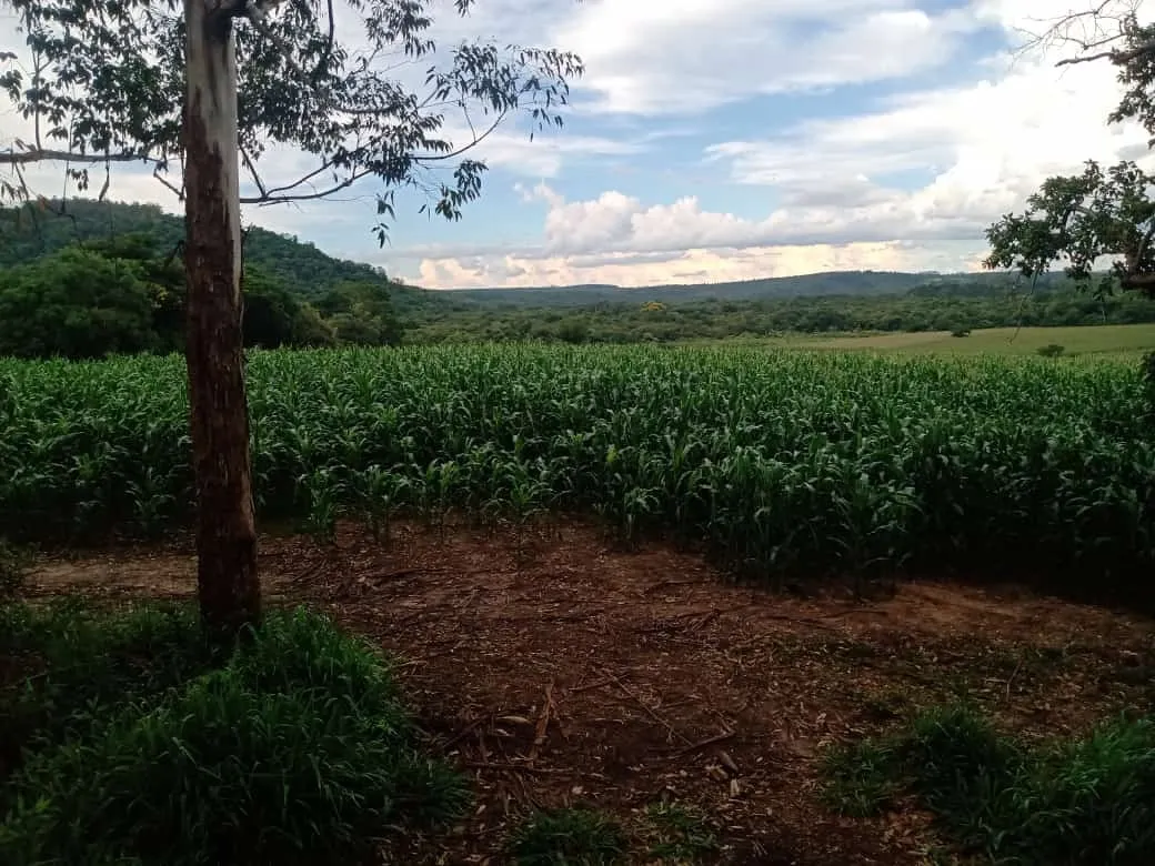 Small farm for sale of 84 acres in Angatuba, SP, Brazil