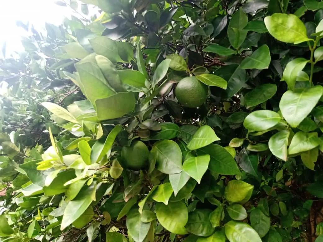 Small farm for sale of 84 acres in Angatuba, SP, Brazil
