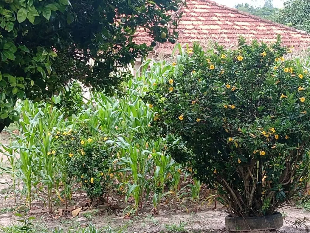 Small farm for sale of 84 acres in Angatuba, SP, Brazil