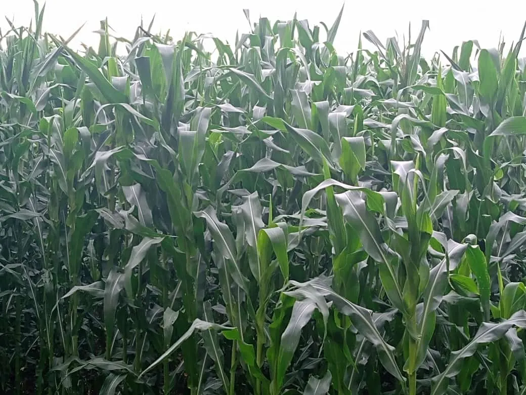Small farm for sale of 84 acres in Angatuba, SP, Brazil