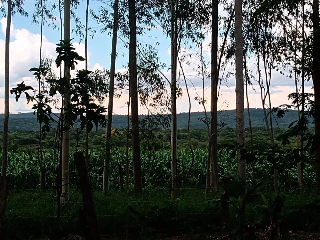 Small farm for sale of 84 acres in Angatuba, SP, Brazil