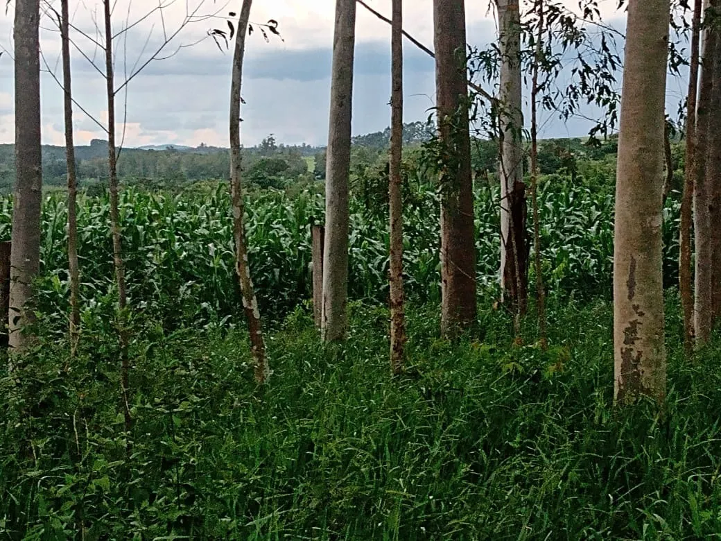 Small farm for sale of 84 acres in Angatuba, SP, Brazil