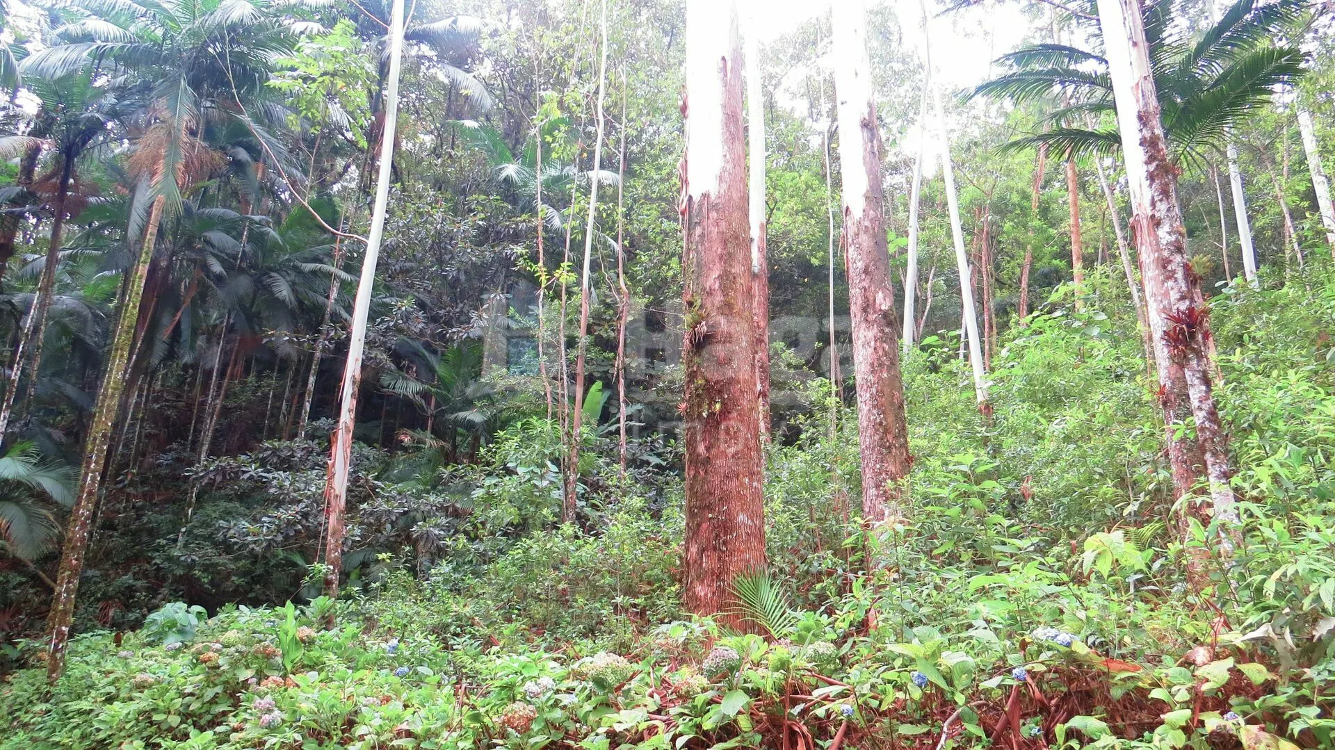 Farm for sale of 51 acres in Guabiruba, SC, Brazil
