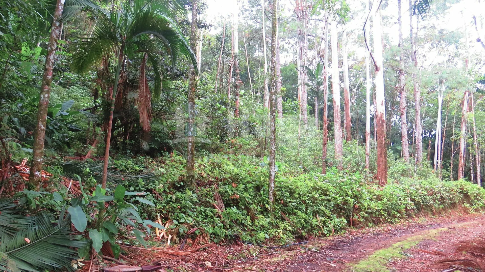 Farm for sale of 51 acres in Guabiruba, SC, Brazil