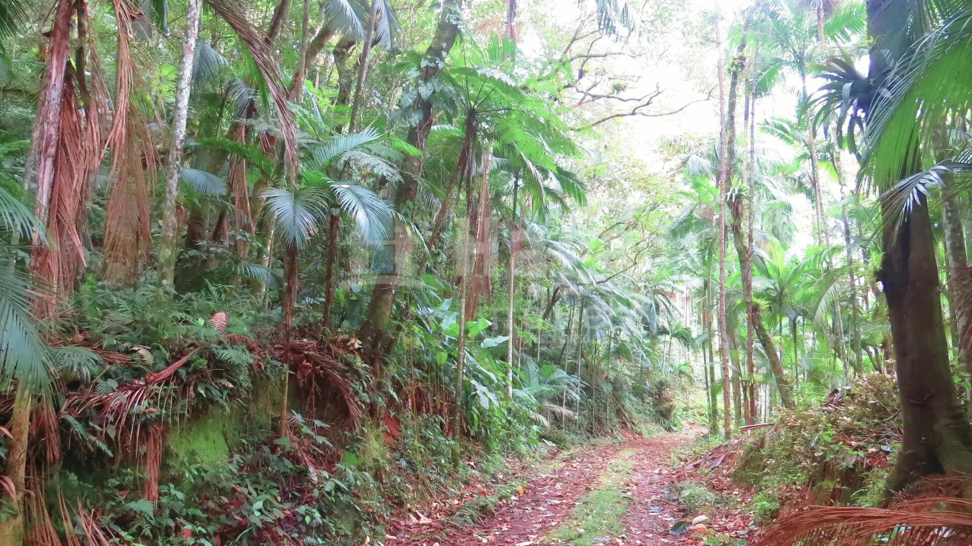 Farm for sale of 51 acres in Guabiruba, SC, Brazil