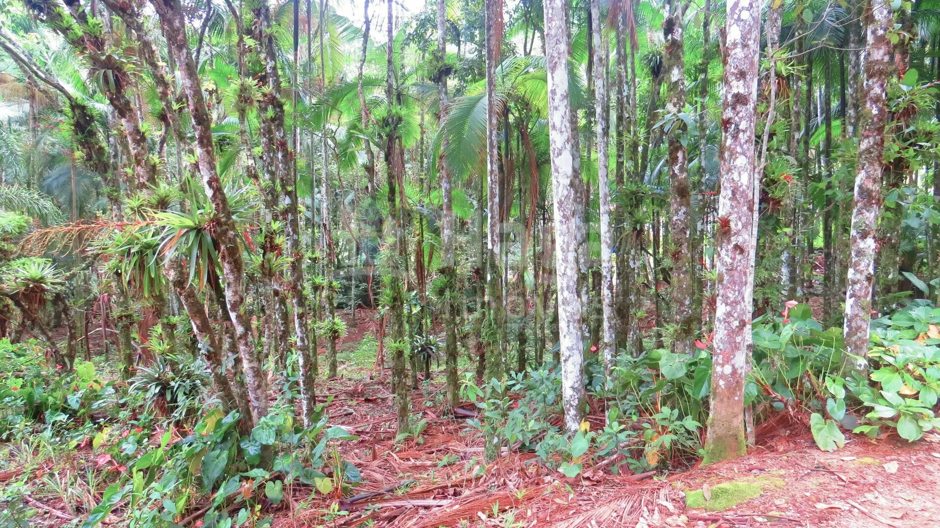 Farm for sale of 51 acres in Guabiruba, SC, Brazil