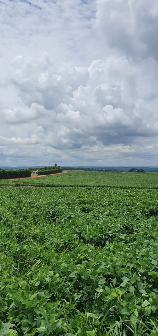 Farm for sale of 425 acres in Bauru, SP, Brazil