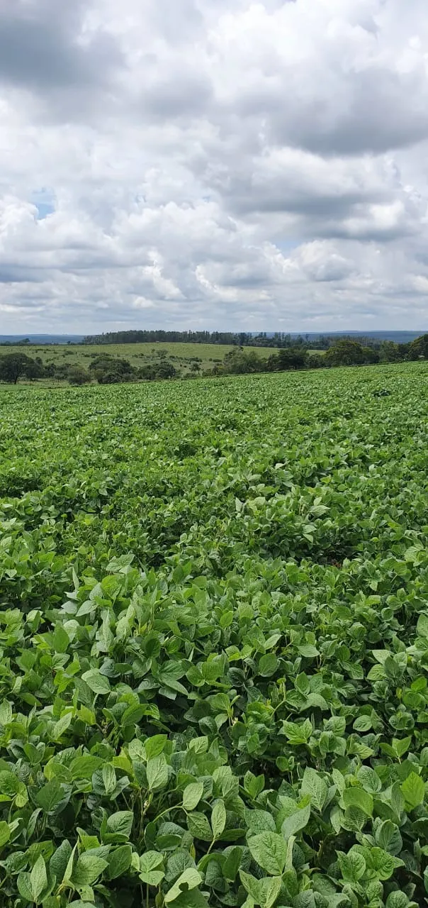 Farm for sale of 425 acres in Bauru, SP, Brazil
