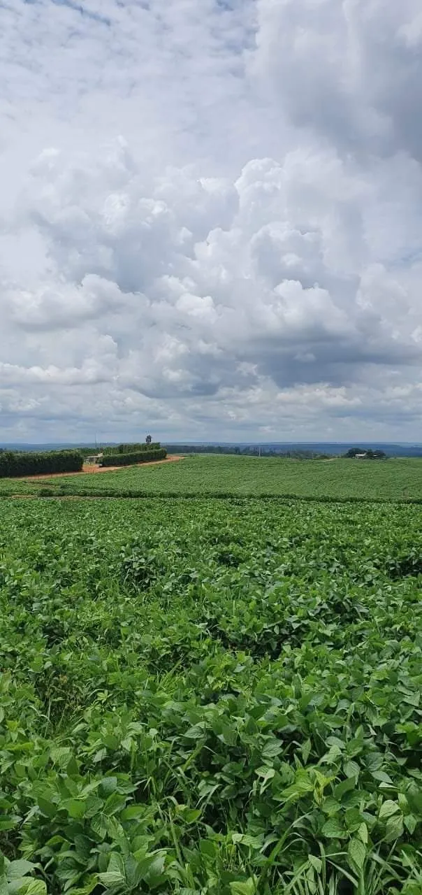 Farm for sale of 425 acres in Bauru, SP, Brazil
