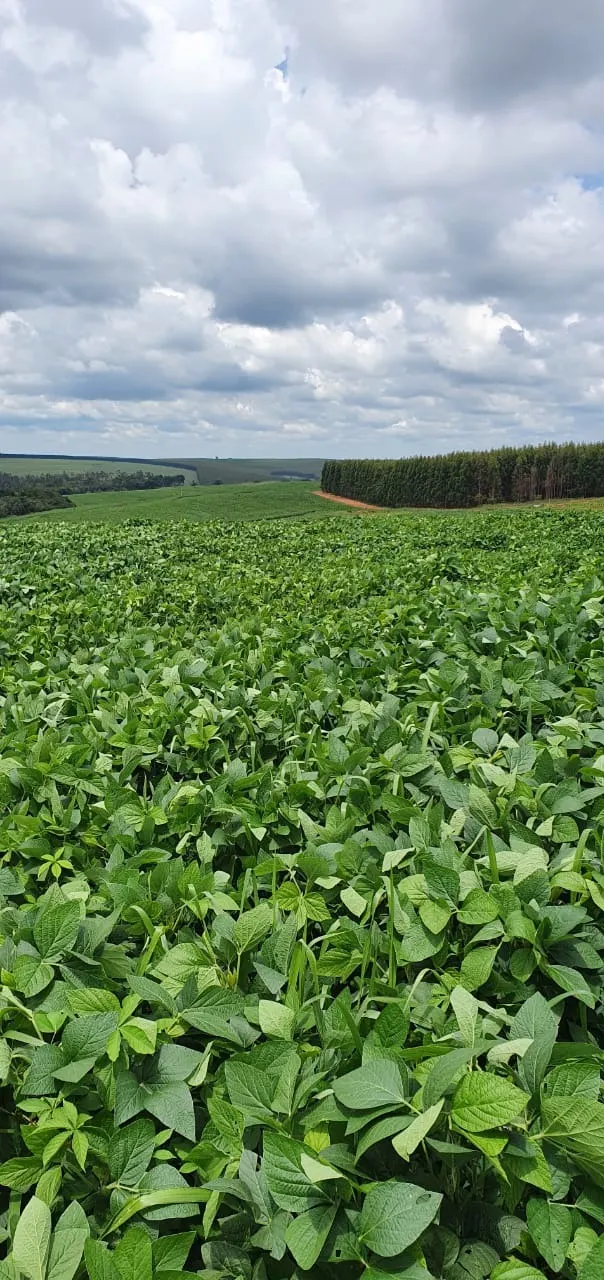 Farm for sale of 425 acres in Bauru, SP, Brazil