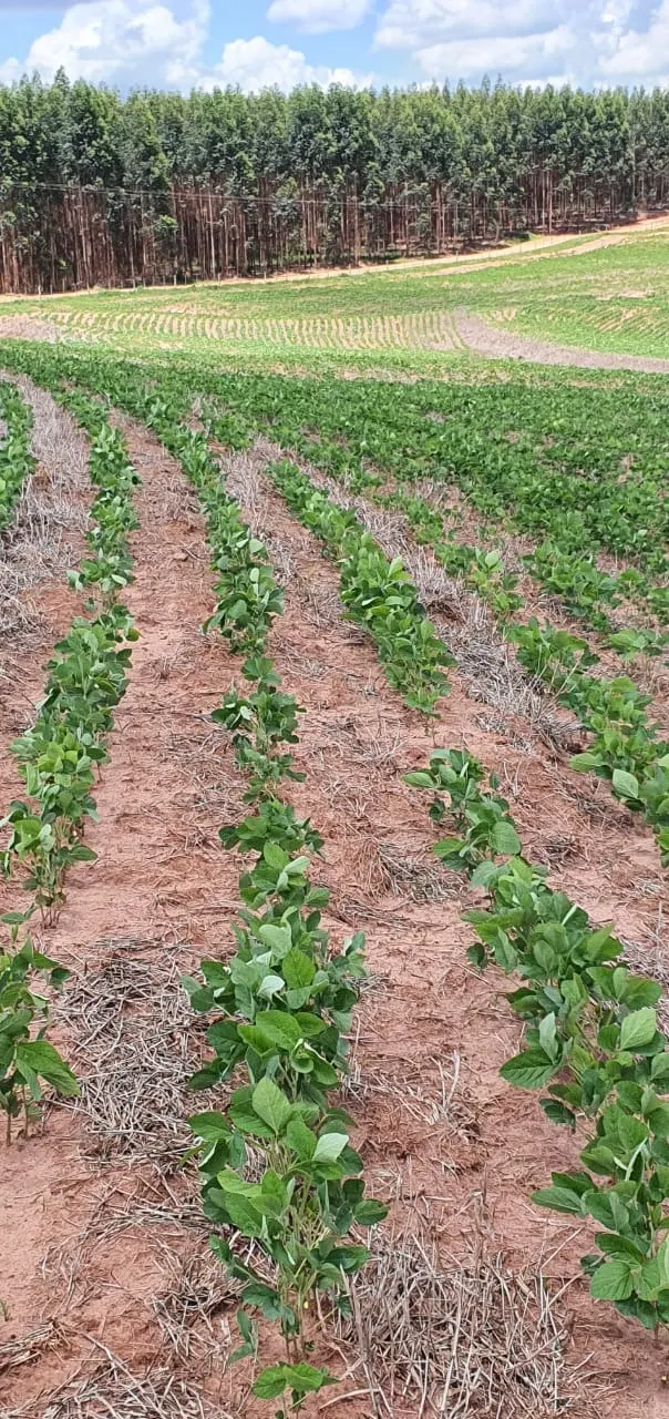 Farm for sale of 425 acres in Bauru, SP, Brazil