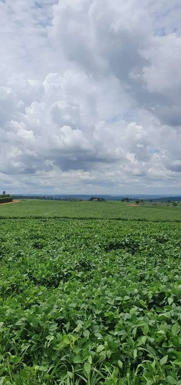 Farm for sale of 425 acres in Bauru, SP, Brazil