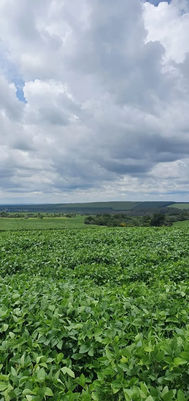 Farm for sale of 425 acres in Bauru, SP, Brazil