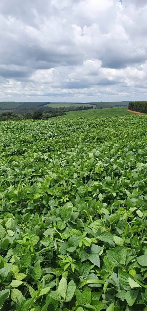Farm for sale of 425 acres in Bauru, SP, Brazil