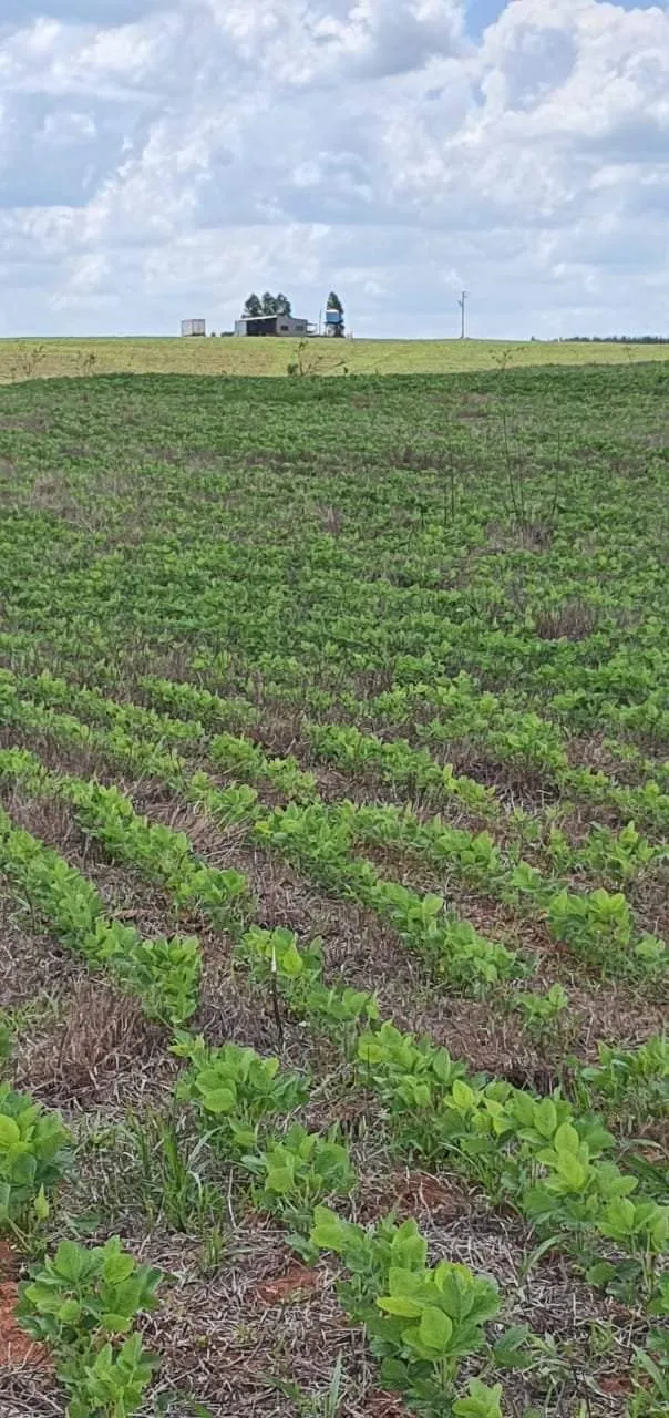 Farm for sale of 425 acres in Bauru, SP, Brazil