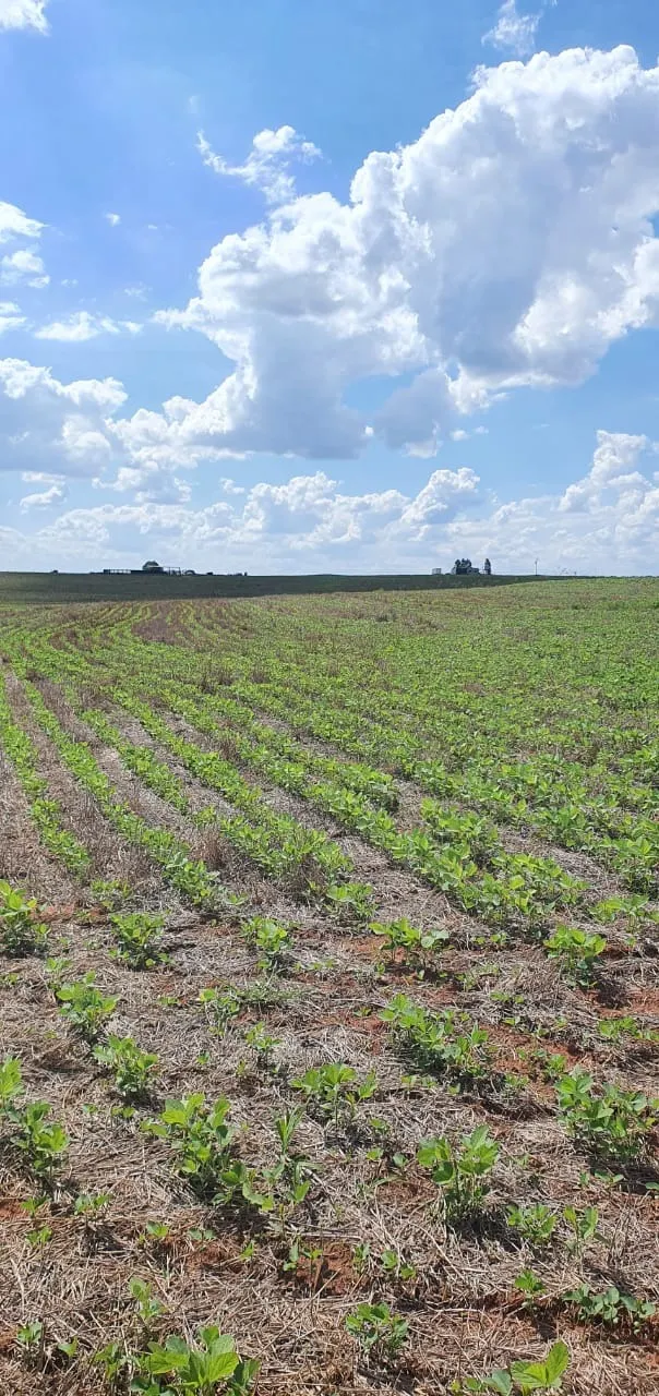 Farm for sale of 425 acres in Bauru, SP, Brazil