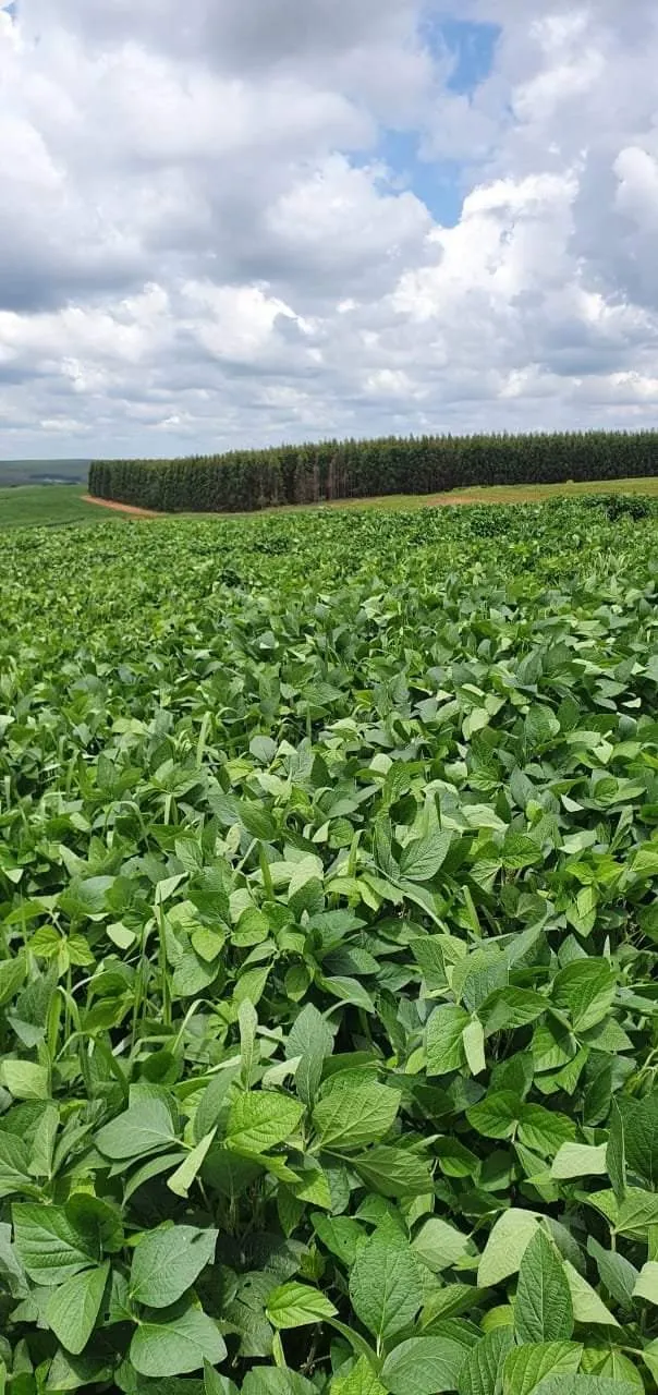 Farm for sale of 425 acres in Bauru, SP, Brazil