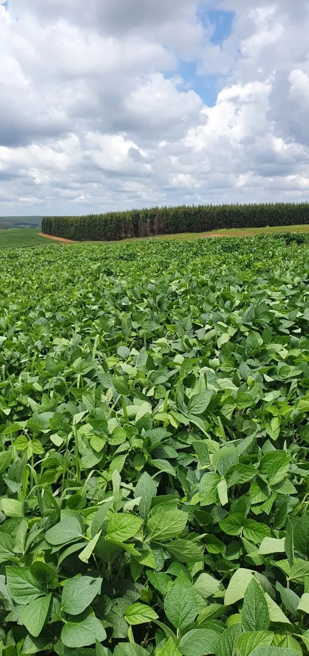 Farm for sale of 425 acres in Bauru, SP, Brazil