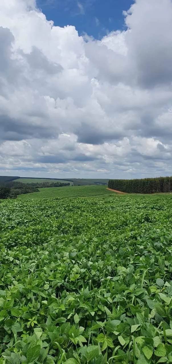 Farm for sale of 425 acres in Bauru, SP, Brazil