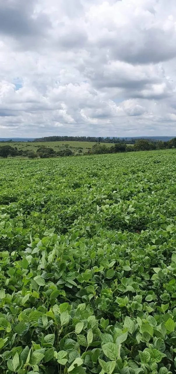 Farm for sale of 425 acres in Bauru, SP, Brazil