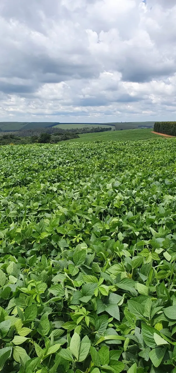 Farm for sale of 425 acres in Bauru, SP, Brazil