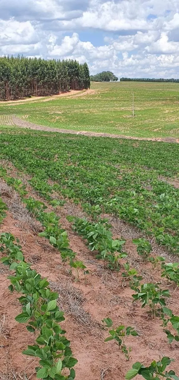 Farm for sale of 425 acres in Bauru, SP, Brazil
