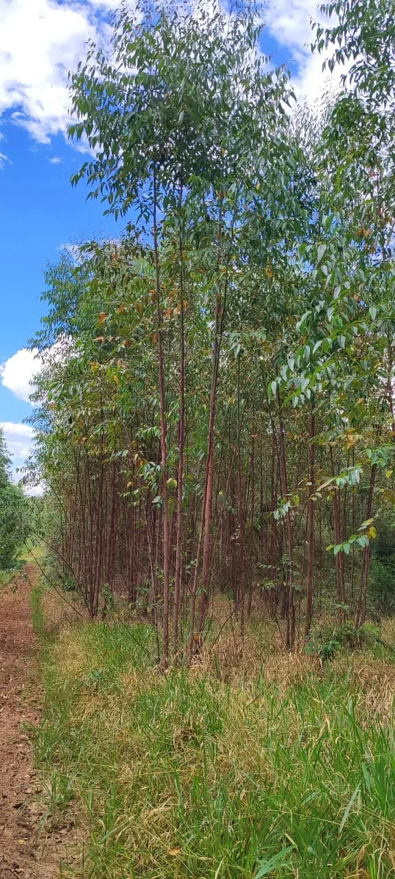 Farm for sale of 419 acres in Pratânia, SP, Brazil
