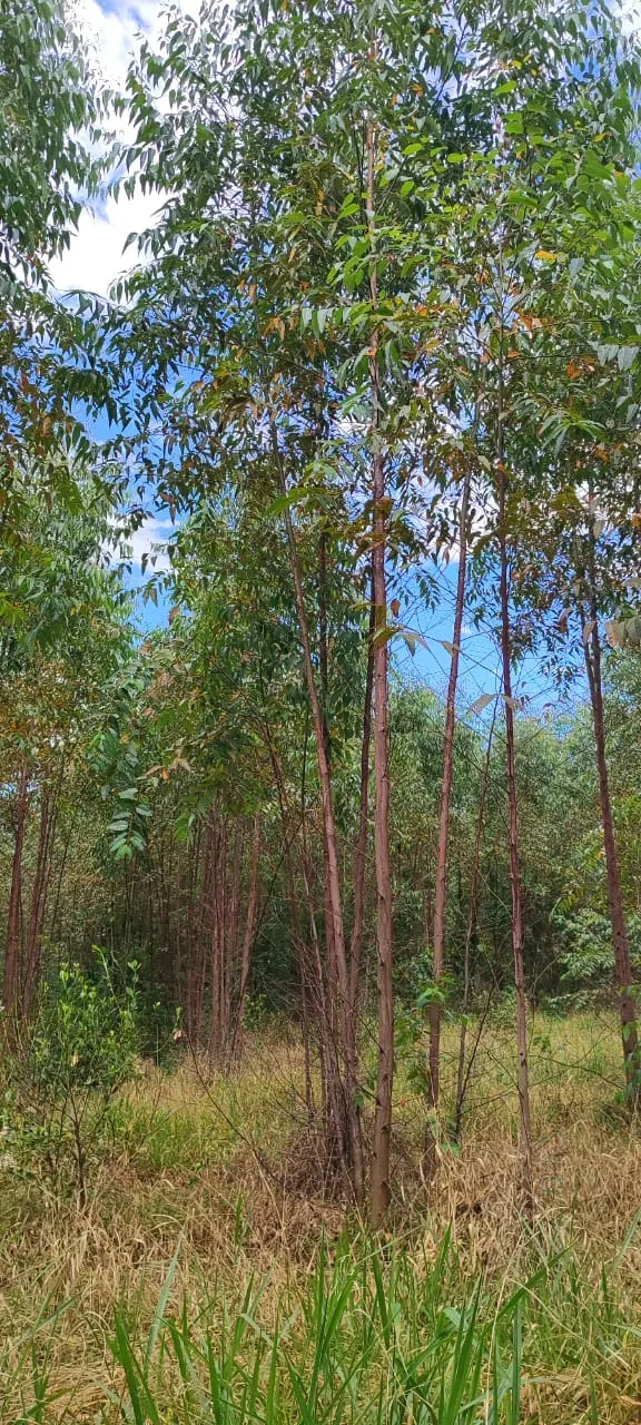Farm for sale of 419 acres in Pratânia, SP, Brazil