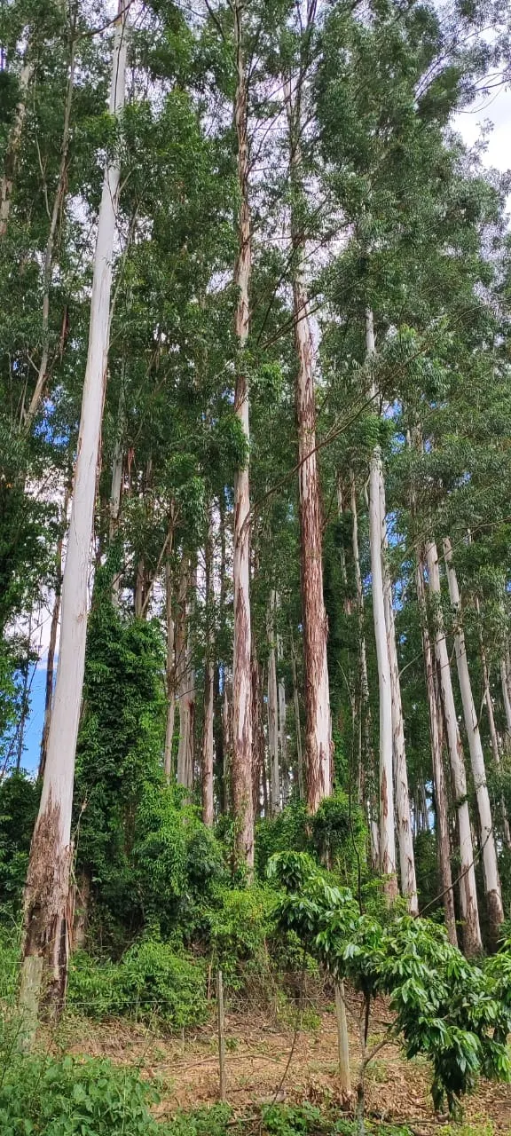 Farm for sale of 419 acres in Pratânia, SP, Brazil