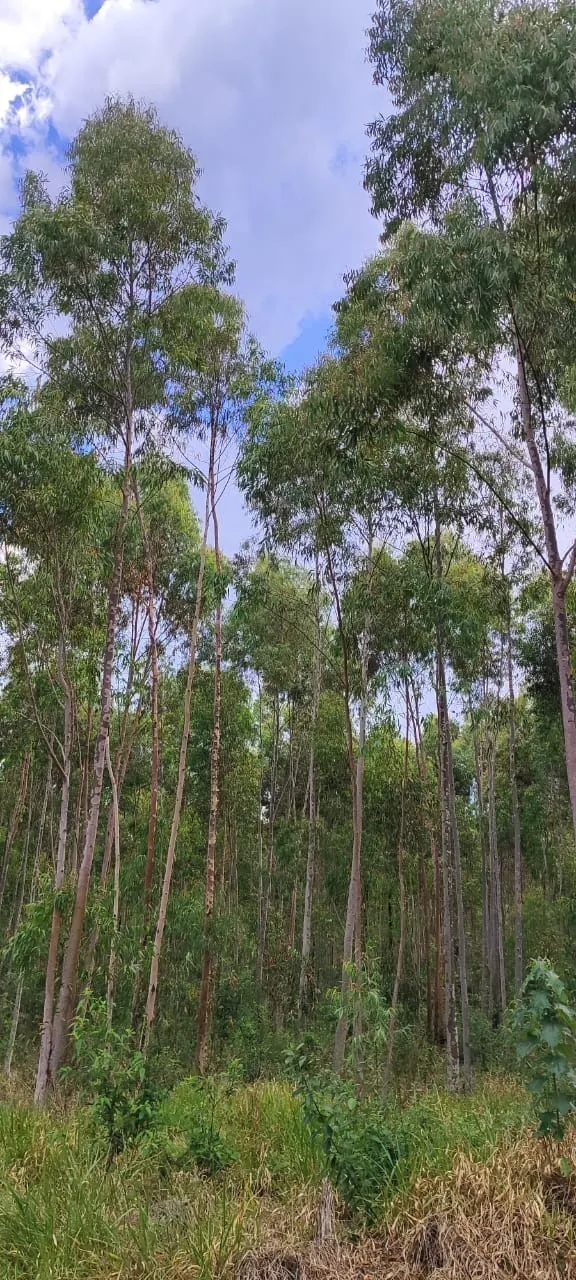 Farm for sale of 419 acres in Pratânia, SP, Brazil