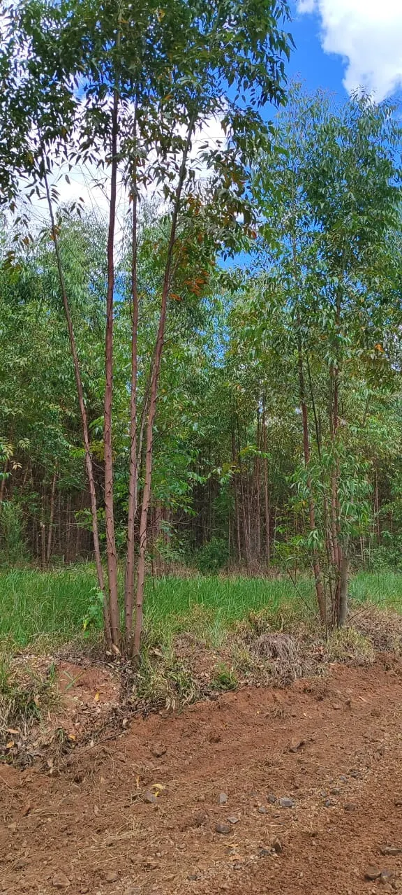 Farm for sale of 419 acres in Pratânia, SP, Brazil