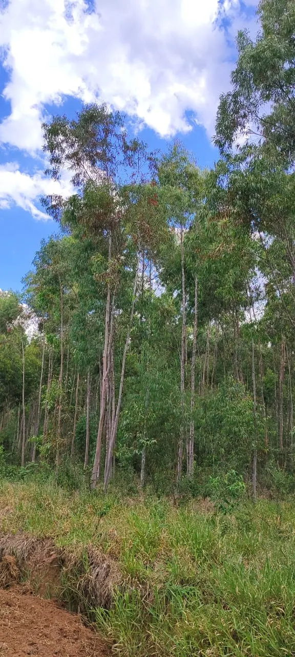 Farm for sale of 419 acres in Pratânia, SP, Brazil