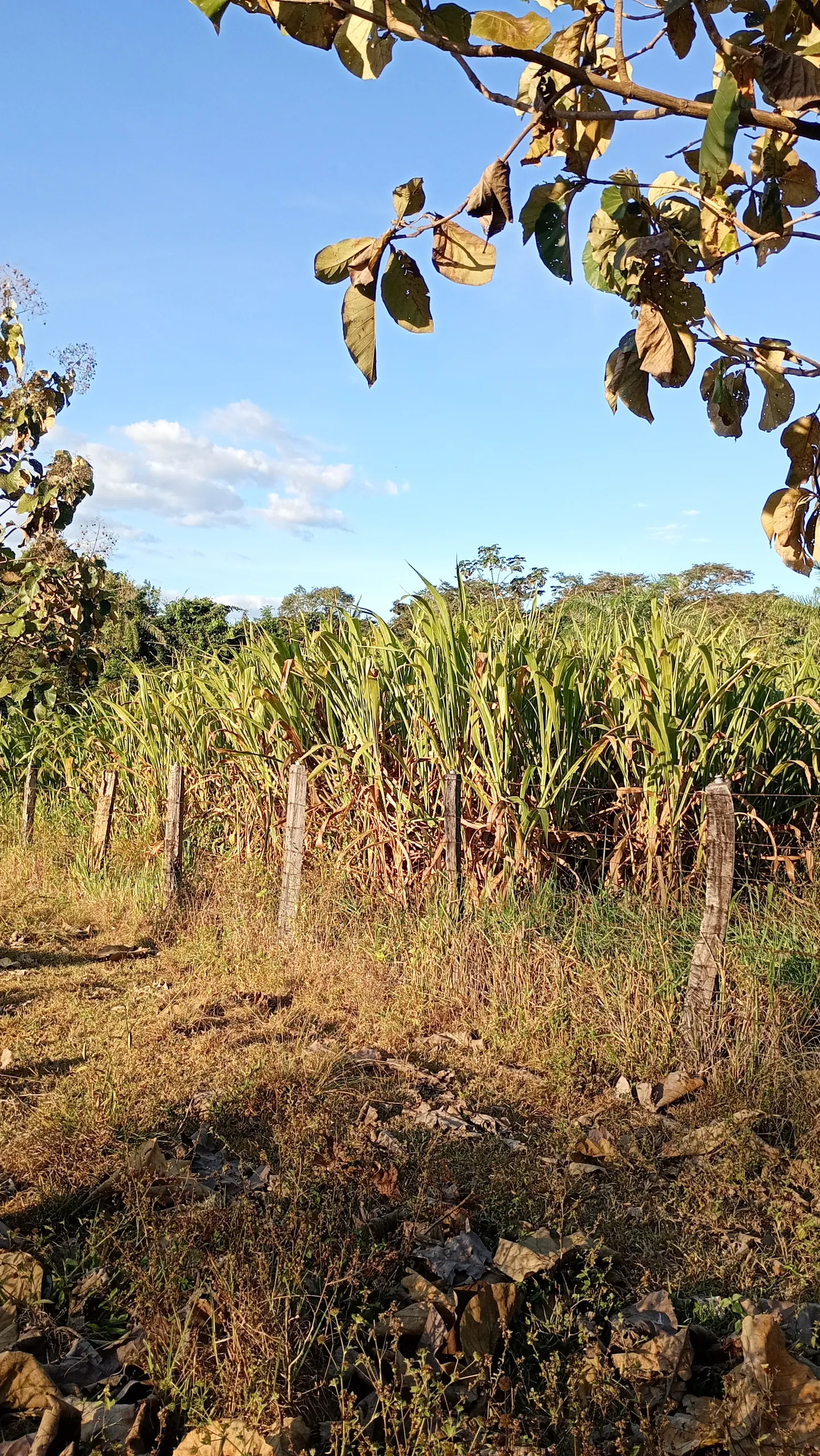 Chácara à venda de 10 ha em Itacajá, TO, Brasil